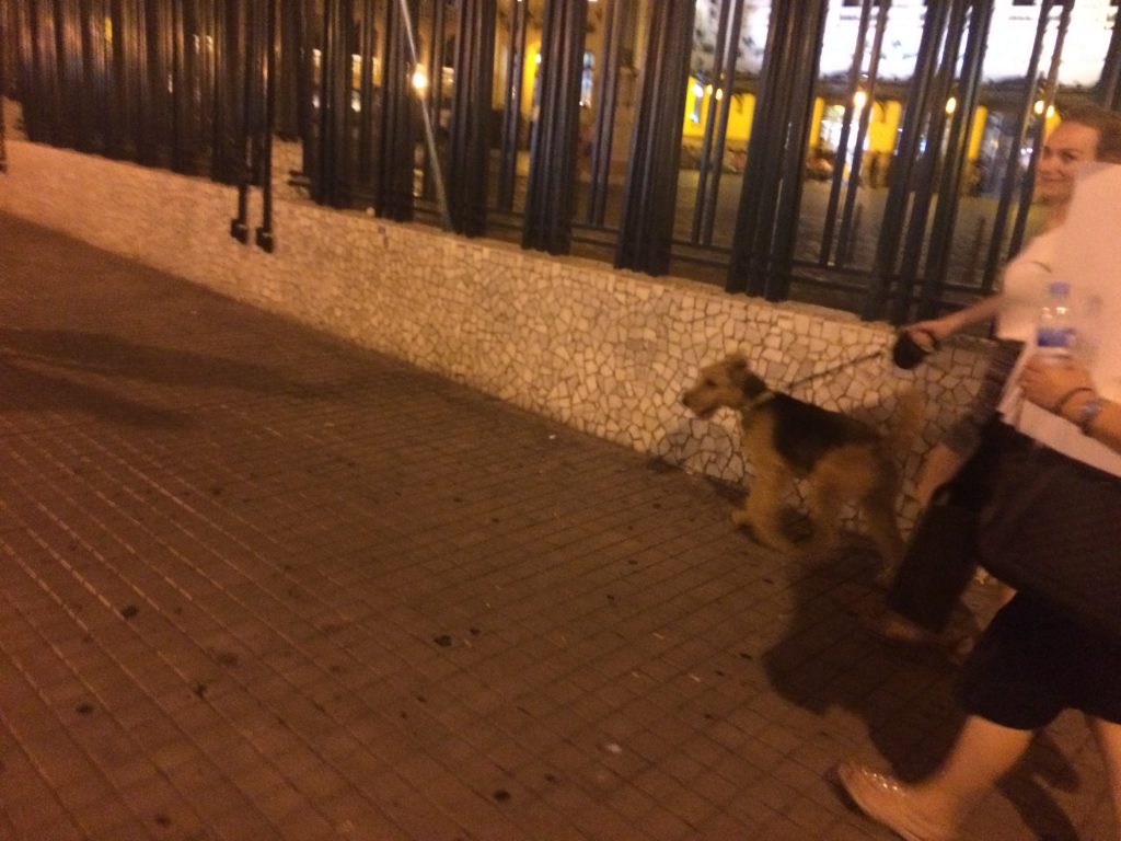 Airedale outside the Bull Ring and Train Station just moments later.