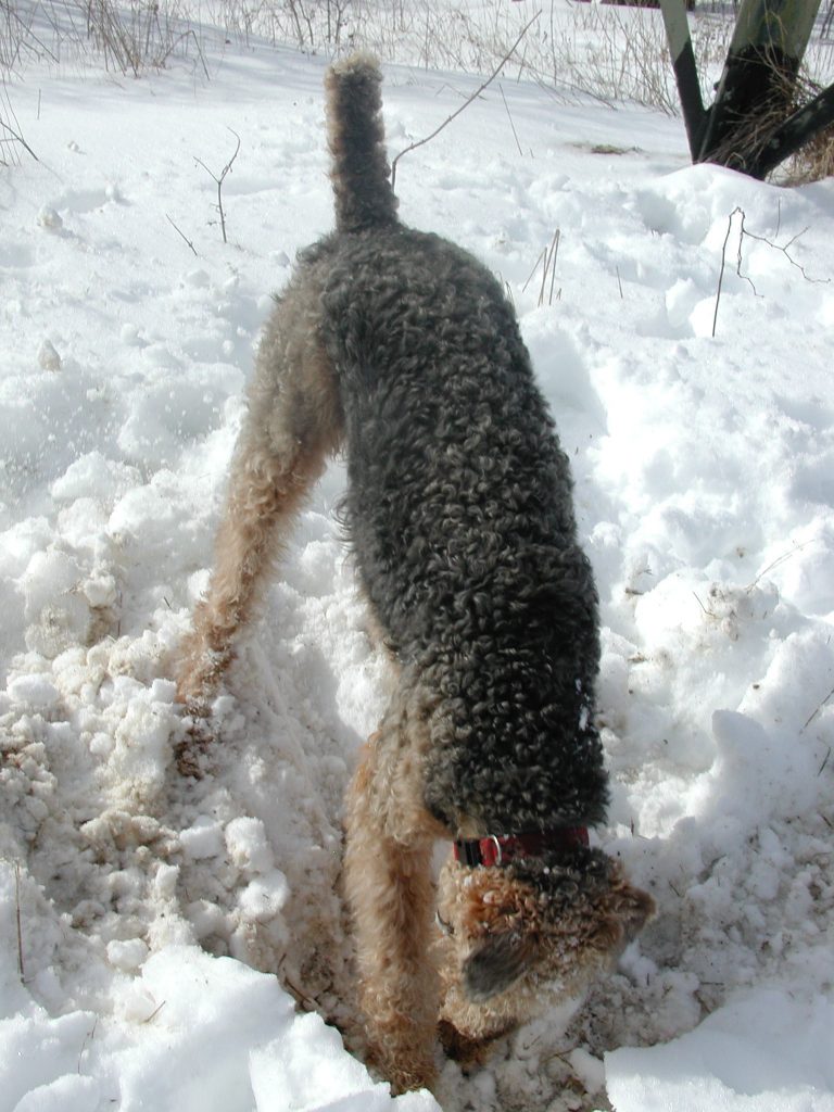 Buddy ferreting a big ol' NY groundhog out of its burrow